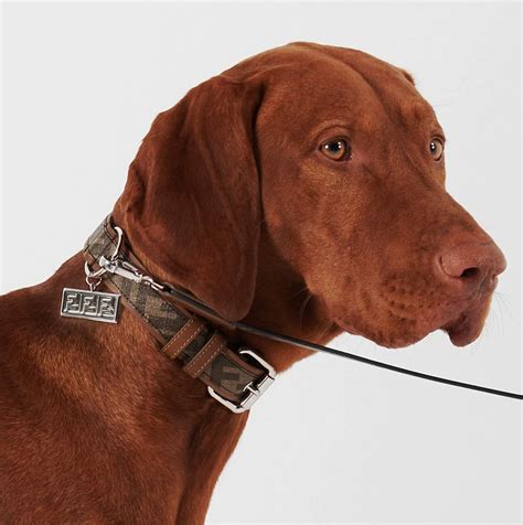 dog wearing designer collars.